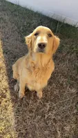 Molly, a female Golden Retriever for sale in Boiling Springs, SC – 3 of 4