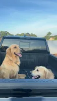 Molly, a female Golden Retriever for sale in Boiling Springs, SC – 4 of 4