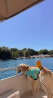 Ollie, a male Golden Retriever for sale in Boiling Springs, SC – 2 of 5