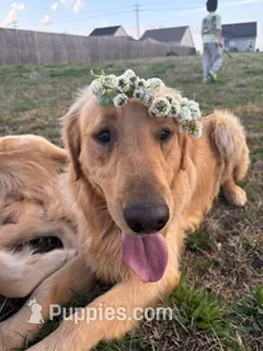 Bolt – Golden Retriever puppy for sale in Boiling Springs, SC