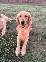 Bolt, a male Golden Retriever for sale in Boiling Springs, SC – 3 of 5