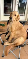 Molly, a female Golden Retriever for sale in Boiling Springs, SC – 1 of 4