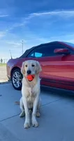 Ollie, a male Golden Retriever for sale in Boiling Springs, SC – 3 of 5