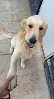 Ollie, a male Golden Retriever for sale in Boiling Springs, SC – 5 of 5