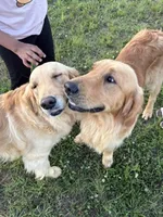 Bolt, a male Golden Retriever for sale in Boiling Springs, SC – 5 of 5
