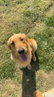 Bolt, a male Golden Retriever for sale in Boiling Springs, SC – 2 of 5