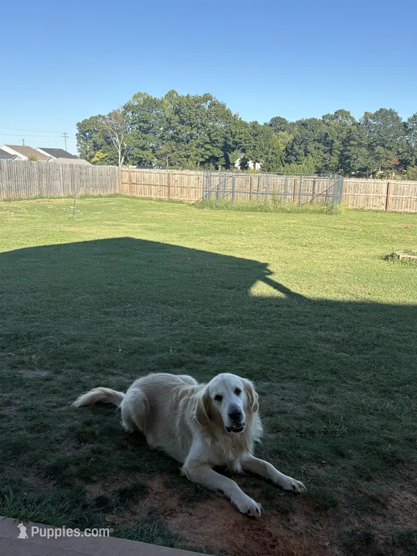 Ollie – Golden Retriever puppy for sale in Boiling Springs, SC