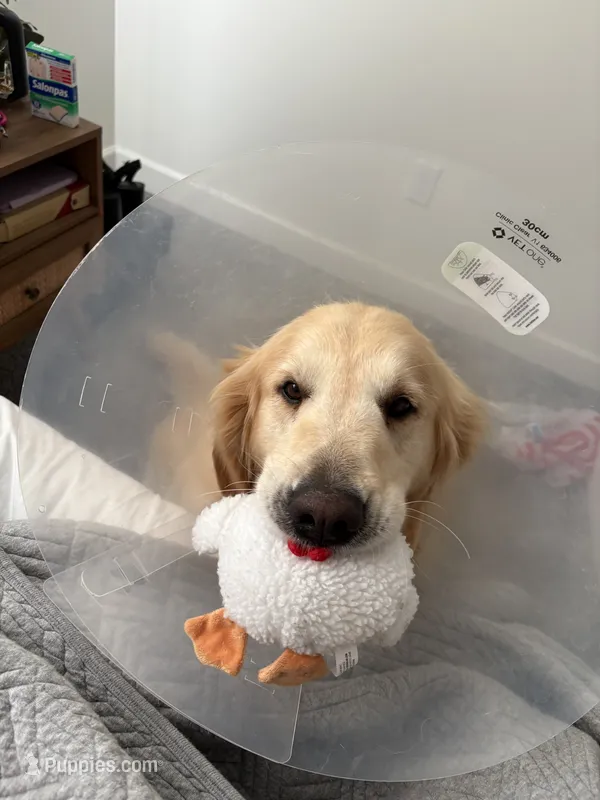 Ollie – Golden Retriever puppy for sale in Boiling Springs, SC