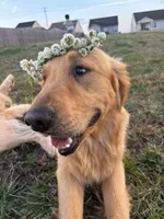 Bolt, a male Golden Retriever for sale in Boiling Springs, SC – 4 of 5