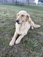 Molly, a female Golden Retriever for sale in Boiling Springs, SC – 2 of 4