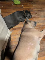 Yellow, a male Cane Corso for sale in Roanoke Rapids, NC – 5 of 5