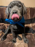 Blue, a male Cane Corso for sale in Roanoke Rapids, NC – 1 of 7
