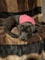 Pink, a female Cane Corso for sale in Roanoke Rapids, NC – 4 of 6