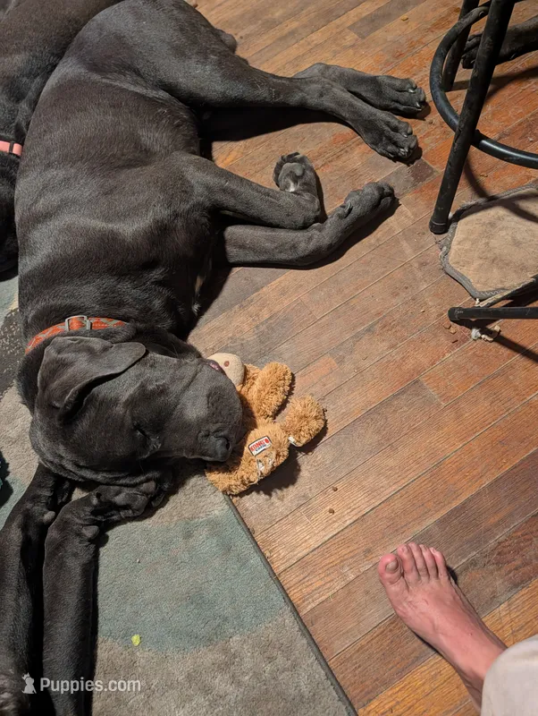 Yellow – Cane Corso puppy for sale in Roanoke Rapids, NC