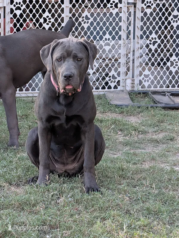 Pink – Cane Corso puppy for sale in Roanoke Rapids, NC