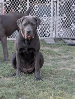 Pink, a female Cane Corso for sale in Roanoke Rapids, NC – 3 of 9