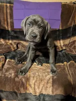 Purple, a female Cane Corso for sale in Roanoke Rapids, NC – 1 of 5