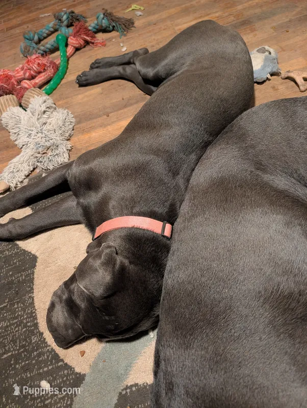 Pink – Cane Corso puppy for sale in Roanoke Rapids, NC