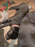 Pink, a female Cane Corso for sale in Roanoke Rapids, NC – 1 of 9