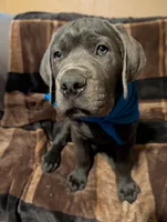 Blue, a male Cane Corso for sale in Roanoke Rapids, NC – 2 of 7