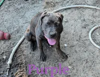 Purple, a female Cane Corso for sale in Roanoke Rapids, NC – 7 of 7