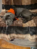 Orange, a male Cane Corso for sale in Roanoke Rapids, NC – 3 of 5