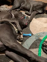 Purple, a female Cane Corso for sale in Roanoke Rapids, NC – 2 of 8