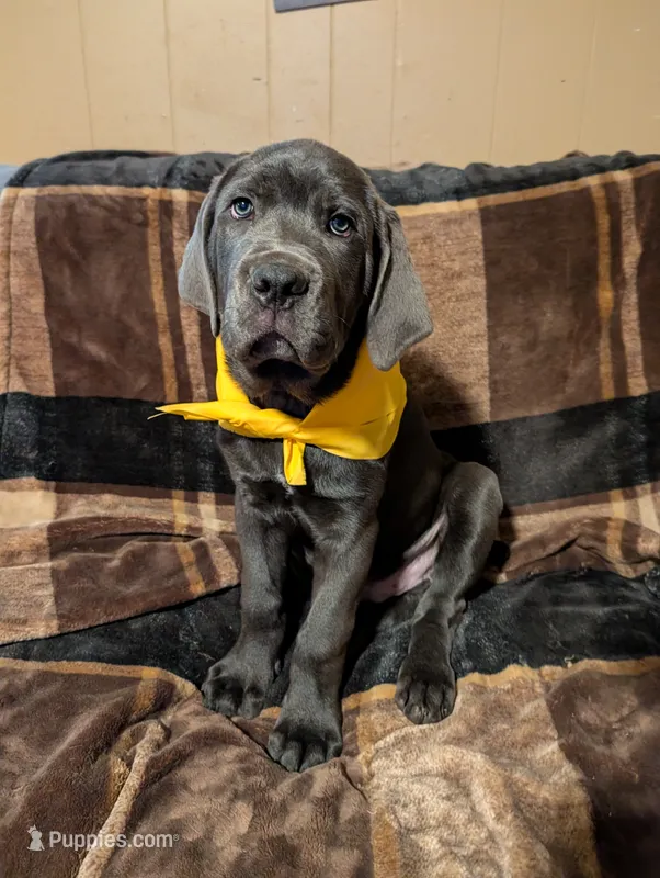 Yellow – Cane Corso puppy for sale in Roanoke Rapids, NC
