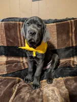 Yellow, a male Cane Corso for sale in Roanoke Rapids, NC – 1 of 5