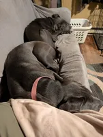 Pink, a female Cane Corso for sale in Roanoke Rapids, NC – 2 of 9