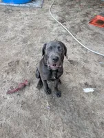 Yellow, a male Cane Corso for sale in Roanoke Rapids, NC – 1 of 6