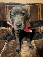Pink, a female Cane Corso for sale in Roanoke Rapids, NC – 2 of 6
