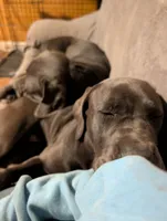 Yellow, a male Cane Corso for sale in Roanoke Rapids, NC – 2 of 8