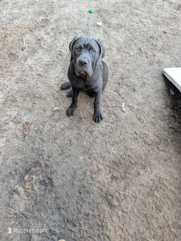 Blue – Cane Corso puppy for sale in Roanoke Rapids, NC