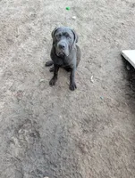 Blue, a male Cane Corso for sale in Roanoke Rapids, NC – 1 of 9