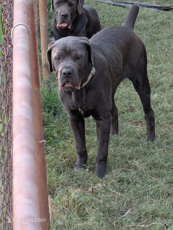 Green – Cane Corso puppy for sale in Roanoke Rapids, NC