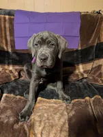 Purple, a female Cane Corso for sale in Roanoke Rapids, NC – 2 of 5