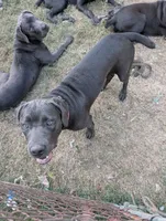 Pink, a female Cane Corso for sale in Roanoke Rapids, NC – 5 of 9