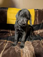 Yellow, a male Cane Corso for sale in Roanoke Rapids, NC – 5 of 5