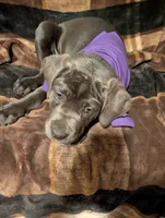 Purple, a female Cane Corso for sale in Roanoke Rapids, NC – 4 of 5
