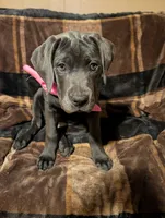Pink, a female Cane Corso for sale in Roanoke Rapids, NC – 3 of 6