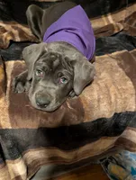 Purple, a female Cane Corso for sale in Roanoke Rapids, NC – 5 of 5