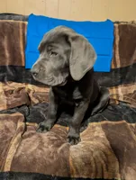 Blue, a male Cane Corso for sale in Roanoke Rapids, NC – 5 of 7