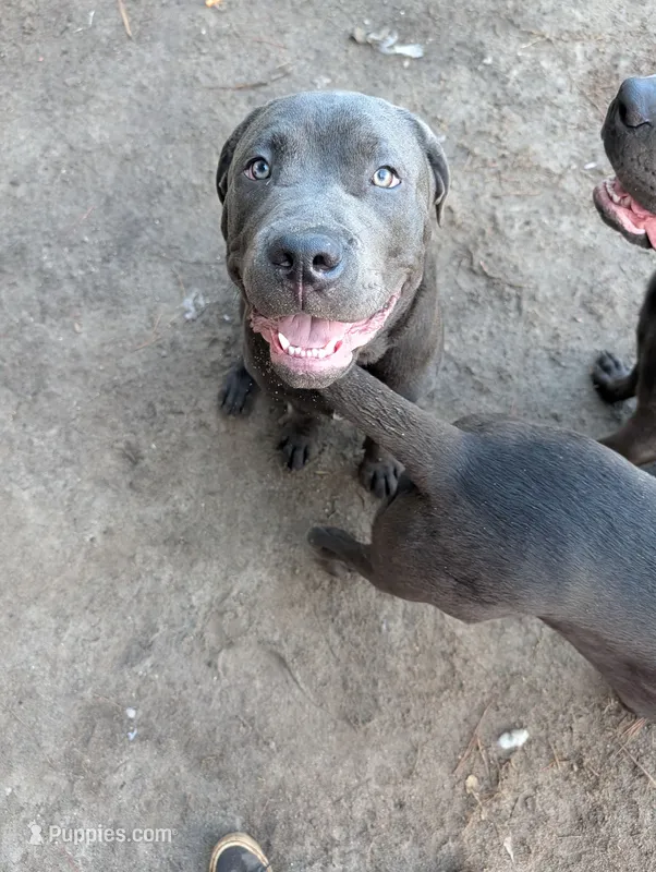 Green – Cane Corso puppy for sale in Roanoke Rapids, NC