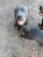 Green, a male Cane Corso for sale in Roanoke Rapids, NC – 1 of 5