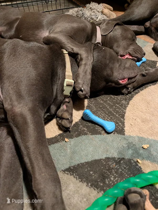 Green – Cane Corso puppy for sale in Roanoke Rapids, NC