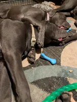 Green, a male Cane Corso for sale in Roanoke Rapids, NC – 1 of 7