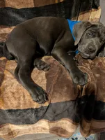 Blue, a male Cane Corso for sale in Roanoke Rapids, NC – 7 of 7
