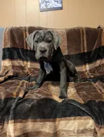Black, a male Cane Corso for sale in Roanoke Rapids, NC – 4 of 5