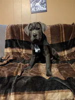 Black, a male Cane Corso for sale in Roanoke Rapids, NC – 2 of 5